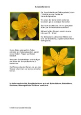 Sumpfdotterblume.pdf